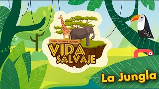 Canción de la jungla  EBV ECVCanto Cristiano para niños Vida Salvaje [upl. by Corron]