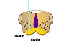 Corticospinal tracts with animation [upl. by Hackney]