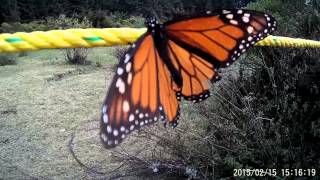 Is this Monarch Butterfly dead or alive [upl. by Ennovyahs510]