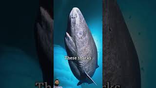 396 YEARS OLD😱youtubeshorts trendingshorts fishing fish shark ocean animals ecobags whale [upl. by Tsew]