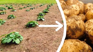 How To Grow Potatoes  The Complete Guide [upl. by Hanimay977]