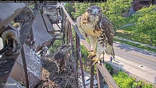 Redtailed Hawk Fledglings Reunite At Nest Following Rodent Delivery By Big Red – July 11 2023 [upl. by Proudlove795]