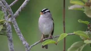 Whitecrowned Sparrow Singing [upl. by Aufmann]