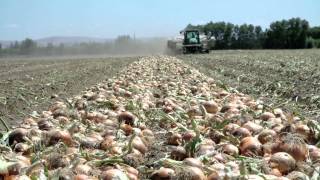 Growing Onions for the Bloomin Onion  LampL Farms  Pasco WA  Washington Grown [upl. by Nathan121]