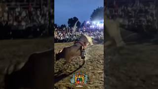 Gansito de Nayarit vs toro g63 crédito del vídeo rancho el aguaje ranchoelaguaje g63 toro [upl. by Worrell375]