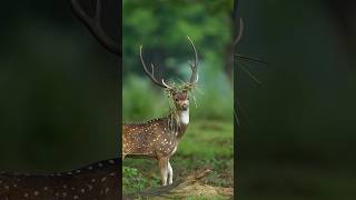 Happy Animals Happy Weekends😉shortswildlifeanimalsphotograph [upl. by Yerffoej]