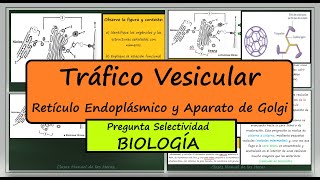 Retículo Endoplásmico Aparato de Golgi y Vesículas Clatrina Pregunta Selectividad Biología [upl. by Iaka311]