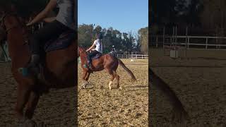 3 tazze  Pony Monted Gamess horse horseriding equestrian mountedgames ponygames video [upl. by Elmaleh]