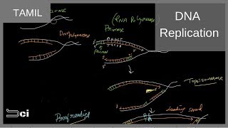 DNA replication explained in Tamil [upl. by Akiemahs630]