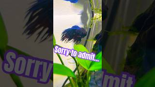 Accidentally Killed My Wife’s Fish… ☠️ shorts aquarium fish [upl. by Ayerhs]