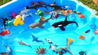 Learn Sea Animal Names with Ocean Shark and Dolphin Toys For Kids [upl. by Pelletier]