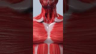 Cardiac Muscle Fibers [upl. by Savage185]