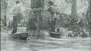 Louisiana Cypress Logging 1920s [upl. by Marje]