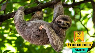 Three Toed Sloth  Slowest Mammal On Earth [upl. by Eliades884]