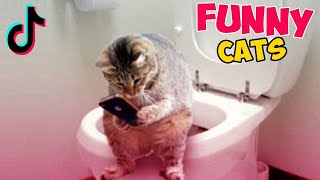 Funny Vdeos II Funny Animals Videos cat funnyanimalsplanet funny viral dog funniestanimals [upl. by Erminia]