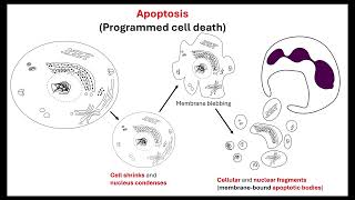 Body plan OCR A ALevel Biology Revision 611 Cellular control [upl. by Alguire]