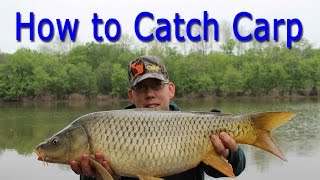 How to Catch Carp  for Beginners [upl. by Icam569]