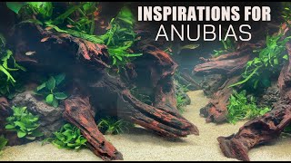 16 ANUBIAS Aquascape Inspirations🌱 [upl. by Gaves878]