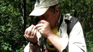 Damselfly and Dragonfly Catch and Release [upl. by Cary]