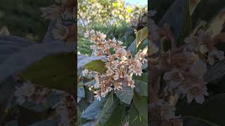 Nespolo giapponese 🌱🌿🍃🍂splendida fioritura autunnale nature flowers fiori garden [upl. by Gottlieb]