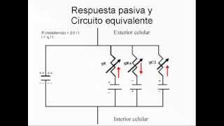 Propiedades pasivas y circuito equivalente de la membrana [upl. by Eltsyrhc632]