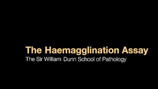 The Haemagglutination assay [upl. by Daisy]