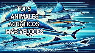 TOP 5 ANIMALES ACUÁTICOS MÁS VELOCES [upl. by Dib]