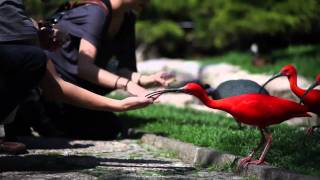 Weltvogelpark Walsrode  Das Erlebnisparadies [upl. by Alejandrina]