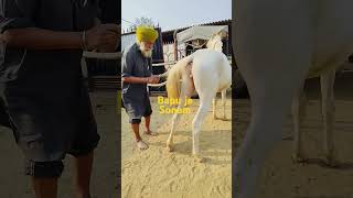 Bapu jesonam dhillonsardar sonam sonambajwa horse viralvideo punjabi funny trending [upl. by Nnayllehs21]