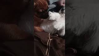 PUG FRENCHY PLAY FIGHT VS TOY YORKIE [upl. by Fenella]