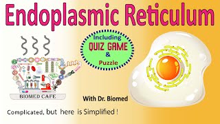 Endoplasmic Reticulum ER Structure and Function [upl. by Lazos47]