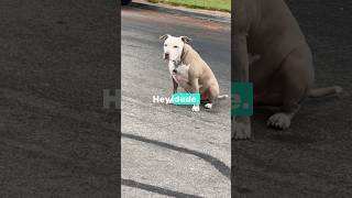 Ghost Meets a Friendly American Pitbull 🐾 A Pawsome First Encounter 🥰 bestpuppy ghost [upl. by Rdnaskela]