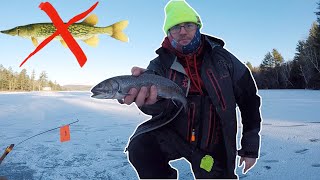 Pickerel Pickerel Everywhere in our Brook Trout Spot Maine Ice fishing 2021  2022 [upl. by Block]