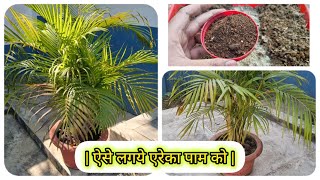 ऐरेका पाम को कैसे लगाये  Areca Palm care and fertilizer how to save dying Areca palm [upl. by Ahto596]