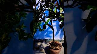 Variegated Croton  Euphorbiaceae care 1000palms shorts croton care tips [upl. by Nosrej]