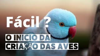 O INICIO DA CRIAÇÃO DAS AVES  Como começar uma criação de pássaros e aves  Vídeo 1 [upl. by Bonnibelle]