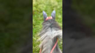 He galloped off w me before I could properly film 🤣🤣 [upl. by Sicnarf]