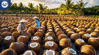 Coconut Oil Production Inside a Coconut Factory From Harvest to Oil and Sugar Production [upl. by Trik957]