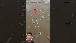 OMG  Natures surprise fish everywhere 🥺 shorts viralvideo fyp trending [upl. by Aitnis65]