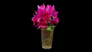 how to propagate bougainvillea from cuttings in water [upl. by Osugi]