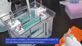 Western Blotting with Cobetter PVDF Transfer Membrane [upl. by Sergeant]