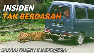 NGERI DETIKDETIK HARIMAU KEJAR MOBIL di Taman Safari Prigen Pasuruan [upl. by Bocyaj]