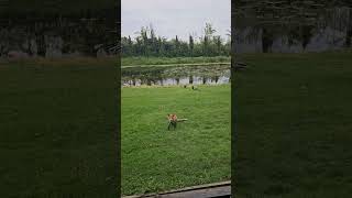 Befriending Wild Fox 🦊 foxes redfox feedinganimals garden [upl. by Namia884]