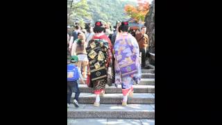 a collection of geishas spotted in kyoto japan [upl. by Sylvia]