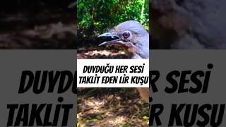 Duyduğu Her Sesi Taklit Eden Lir Kuşu Lyrebird  Menura shorts lyrebird birds [upl. by Htrowslle]