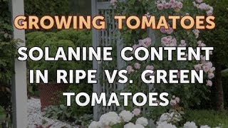 Solanine Content in Ripe Vs Green Tomatoes [upl. by Seline]