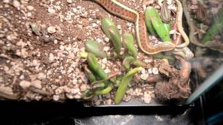 Birth of Garter Snakes [upl. by Haleelahk]