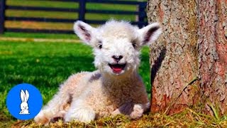 Baby Lamb Sheep Goes Baa  CUTEST Compilation [upl. by Sorazal]