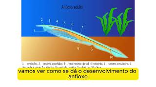 O desenvolvimento embrionário do Anfioxo [upl. by Rehtaef759]