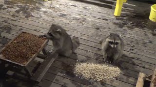 Baby Raccoons after hours [upl. by Hiroshi]